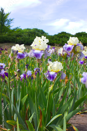 Fototapeta Naklejka Na Ścianę i Meble -  Iris Flower