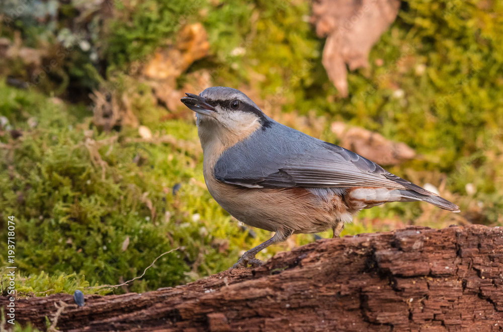 Small birds, with their various colors, shapes, flights, customs, etc. offer beautiful scenes in their daily lives Small birds, with their various colors, shapes, flights, customs, etc. offer beautiful scenes in their daily lives