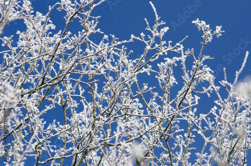 Frosted tree against tne blue sky 2 © Rmj