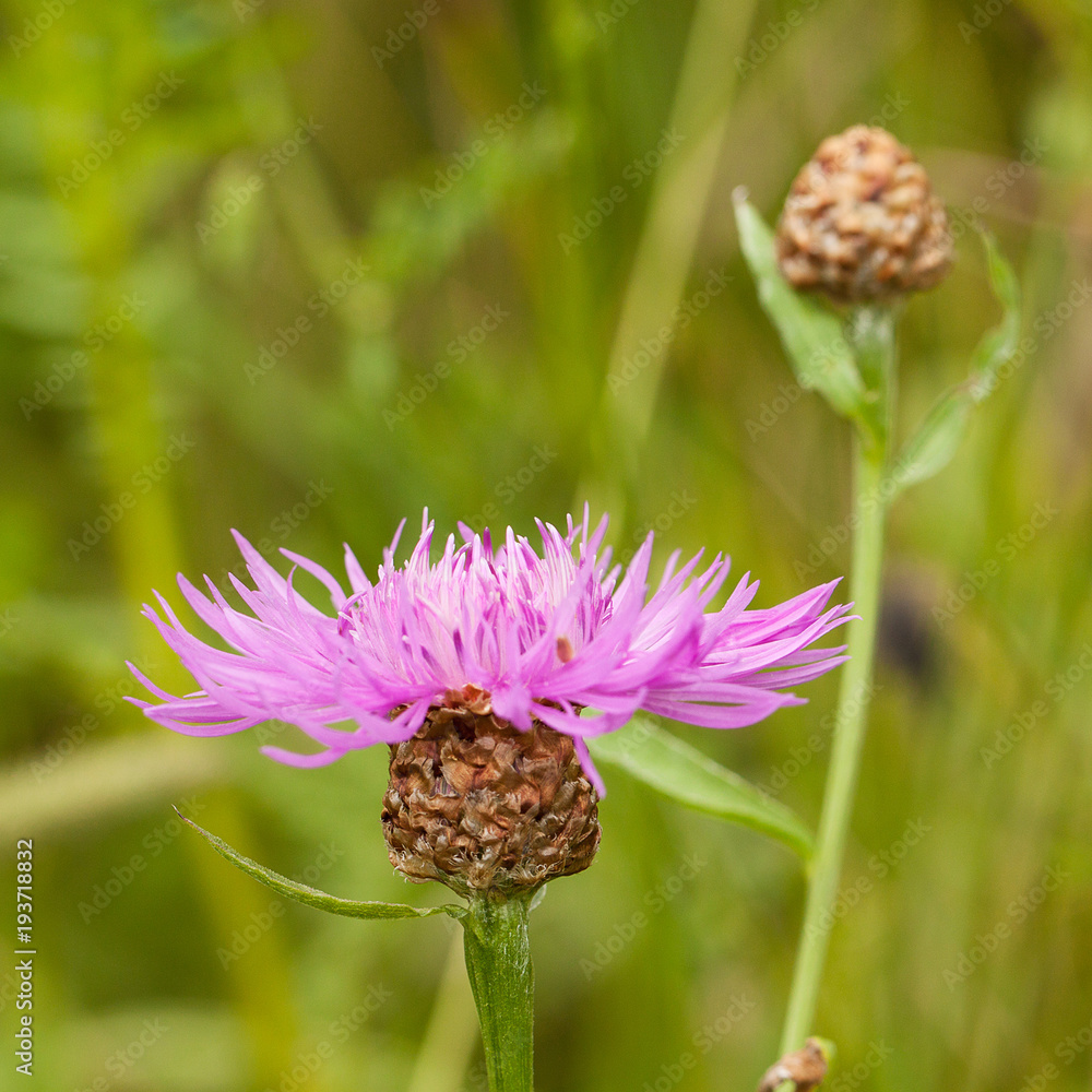 beautiful flowers of a cornflower blooming in a field or on a meadow beautiful flowers of a cornflower blooming in a field or on a meadow