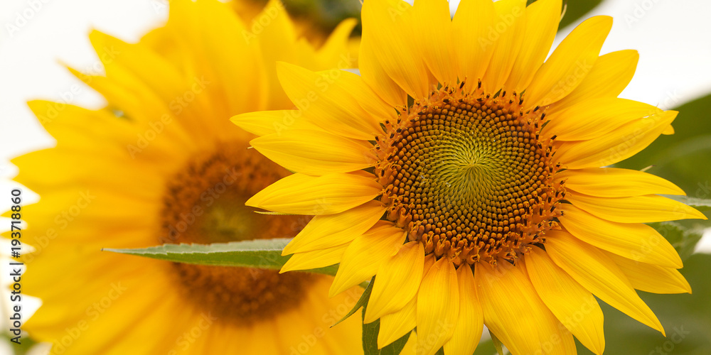 Fototapeta premium beautiful bright yellow sunflower flower