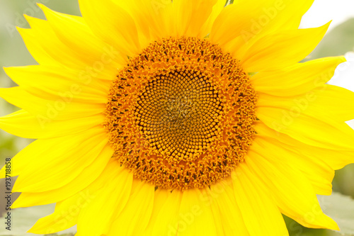 Fototapeta Naklejka Na Ścianę i Meble -  beautiful bright yellow sunflower flower