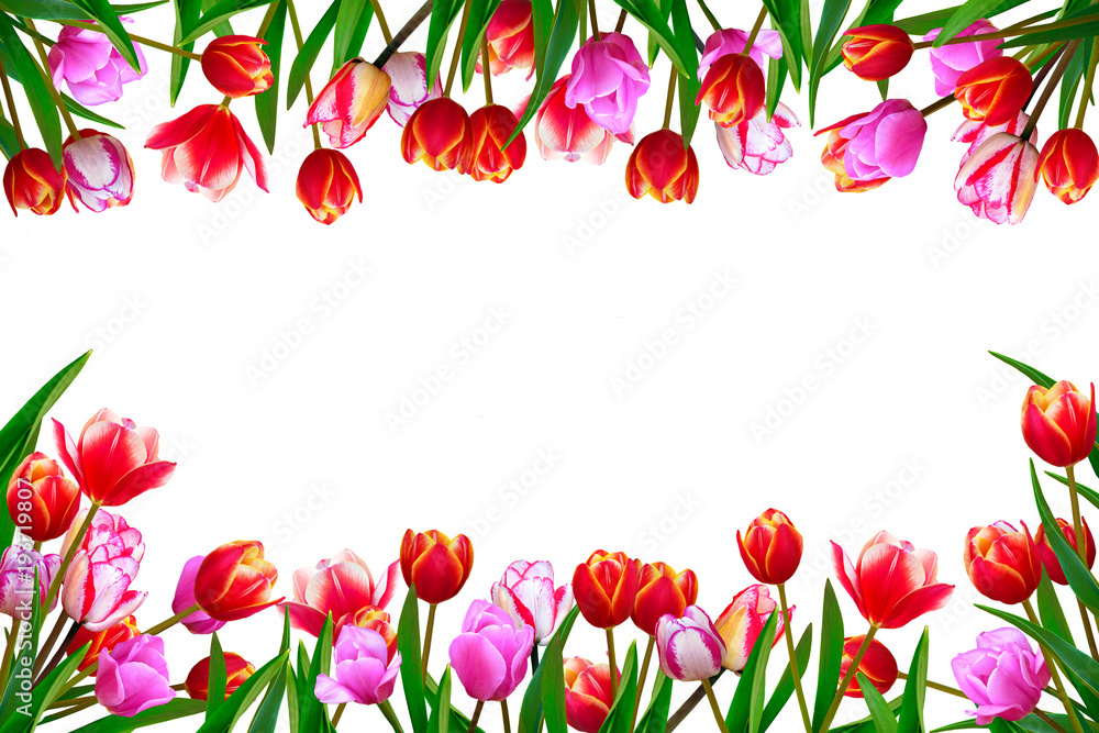 Bouquet of spring fresh flowers, tulips with multi-colored petals. Isolated, white background.