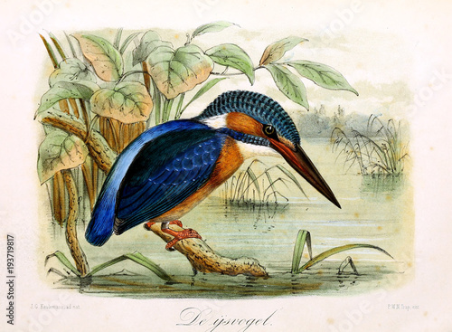 Illustration of a bird. photo