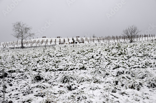 Snowed fields, vineyards and trees