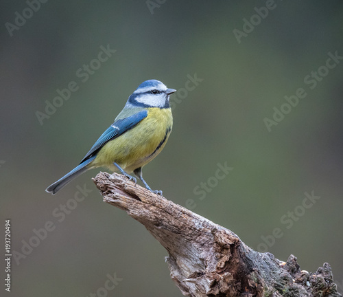 Small birds, with their various colors, shapes, flights, customs, etc. offer beautiful scenes in their daily lives © AGUS