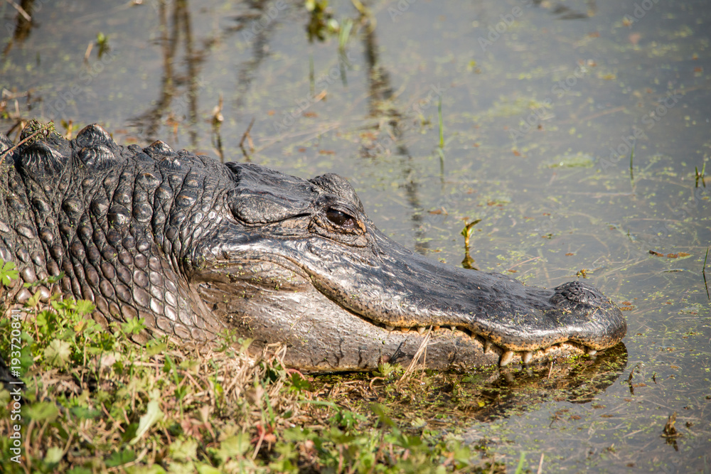 Obraz premium Alligator at Brazos Bend State Park