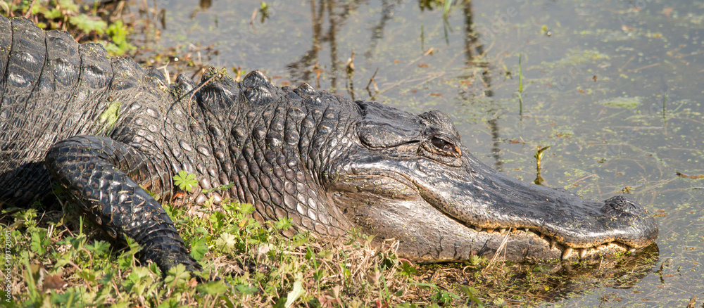 Obraz premium American Alligator at Brazos Bend State Park