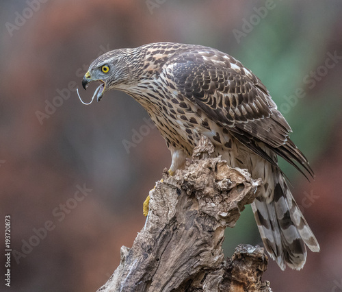 Despite its medium size, the northem goshawk - an eminently forest raptor with discreet habits - is one of our most famous winged hunters, capable of hunting prey of the size of a hare. Bird endowed w