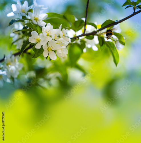 Abstract seasonal spring floral background. Blooming tree branches with apple white flowers and leaves. Easter greeting card with copy space.
