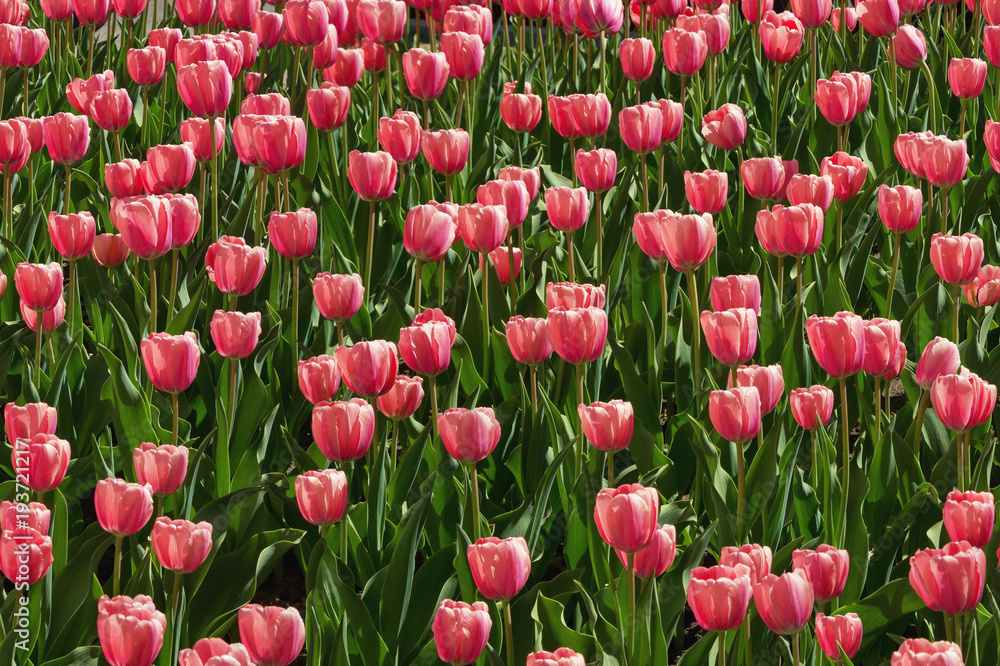 Spring flowers. Red tulips (Tulipa) in the garden, horizontally seamless background