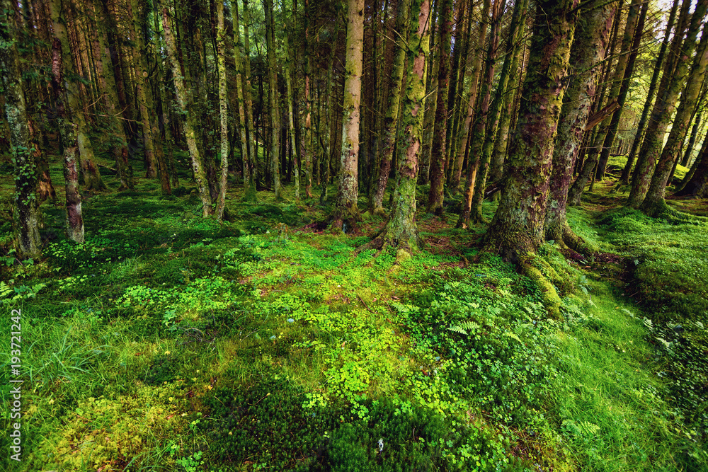 Fototapeta premium The pine scottish forest