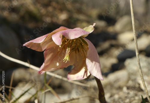 Elleboro rosa photo