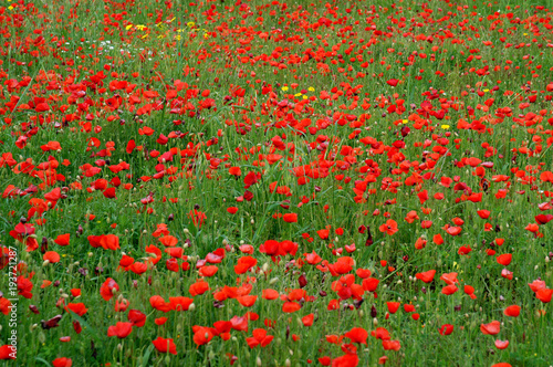 a flower meadow of red poppies