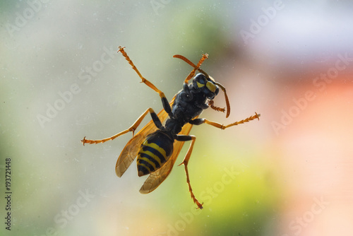 The wasp on a glass