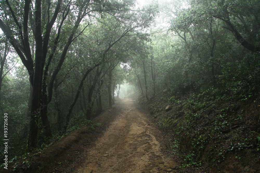 Obraz premium Forest