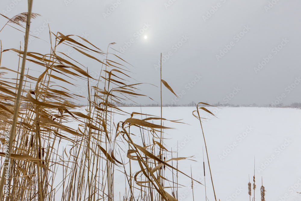 Winter scenery. Dry reeds on the coast of snow covered frozen lake. Winter scenery. Dry reeds on the coast of snow covered frozen lake.