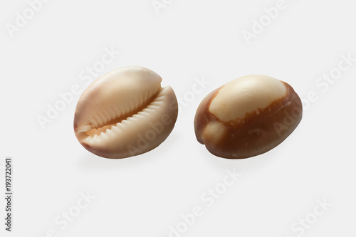 Two views of seashell on white background isolated with clipping path. Shell "Monetaria caputserpentis argentata", Family "Cypraeoidea".