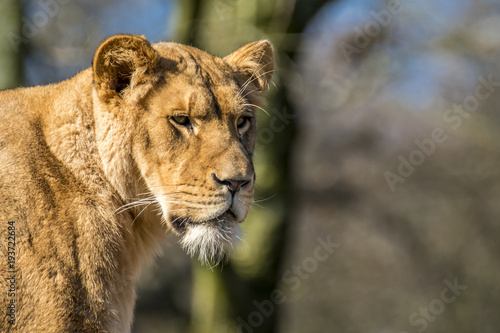 Fototapeta Naklejka Na Ścianę i Meble -  Close up of female lion