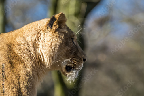 Fototapeta Naklejka Na Ścianę i Meble -  Close up of female lion