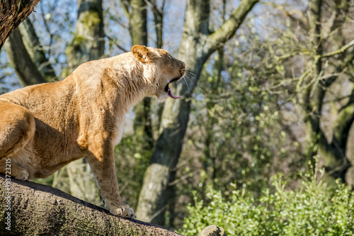 Fototapeta Naklejka Na Ścianę i Meble -  Close up of female lion