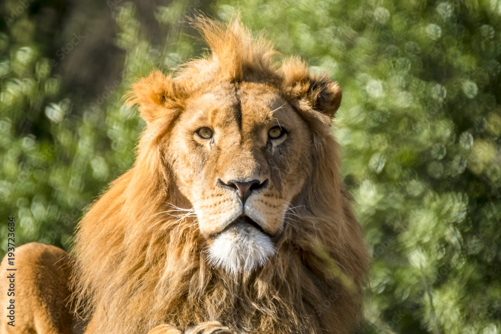 Close-up of male lion lying on a branch Close-up of male lion lying on a branch