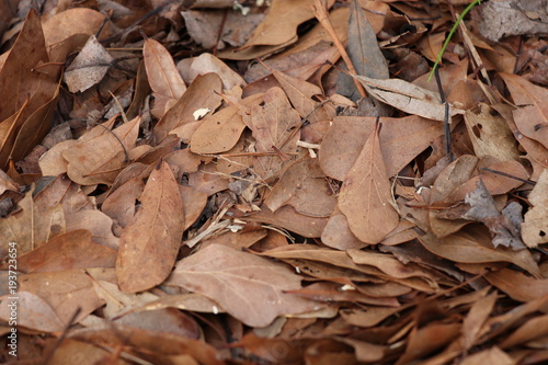 dead leaves