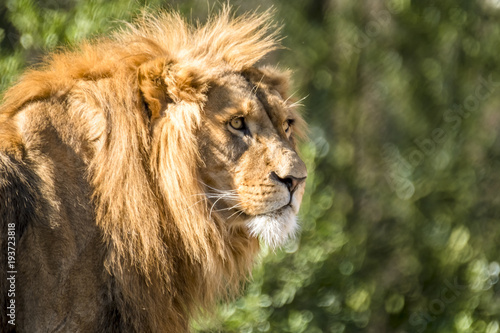 Fototapeta Naklejka Na Ścianę i Meble -  Close-up of male lion lying on a branch
