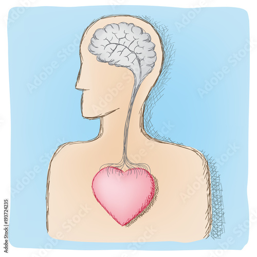 head and heart connected organs