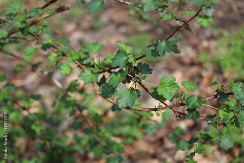 plant