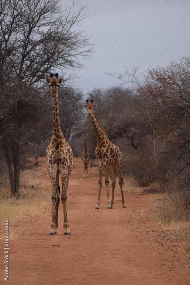 Obraz premium La curiosité des girafes
