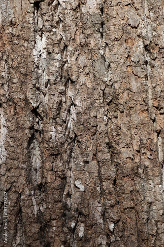 bark