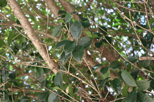 branch