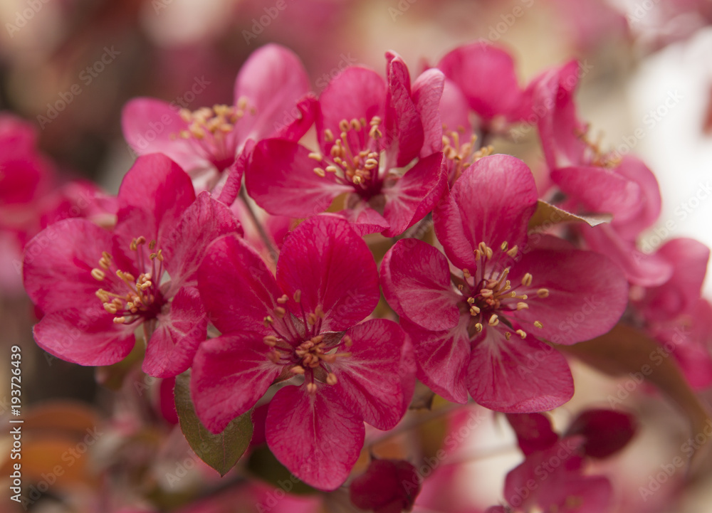 Pink cherry flowers Pink cherry flowers