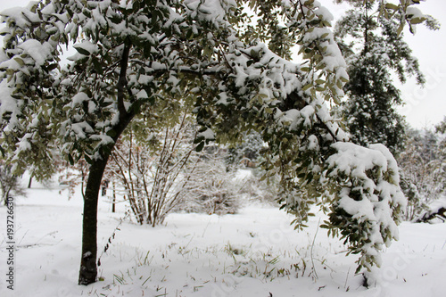 albero ricoperto di neve