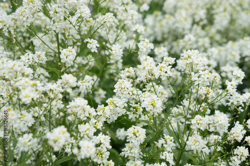 Weiße Blüten - Blumengruss 