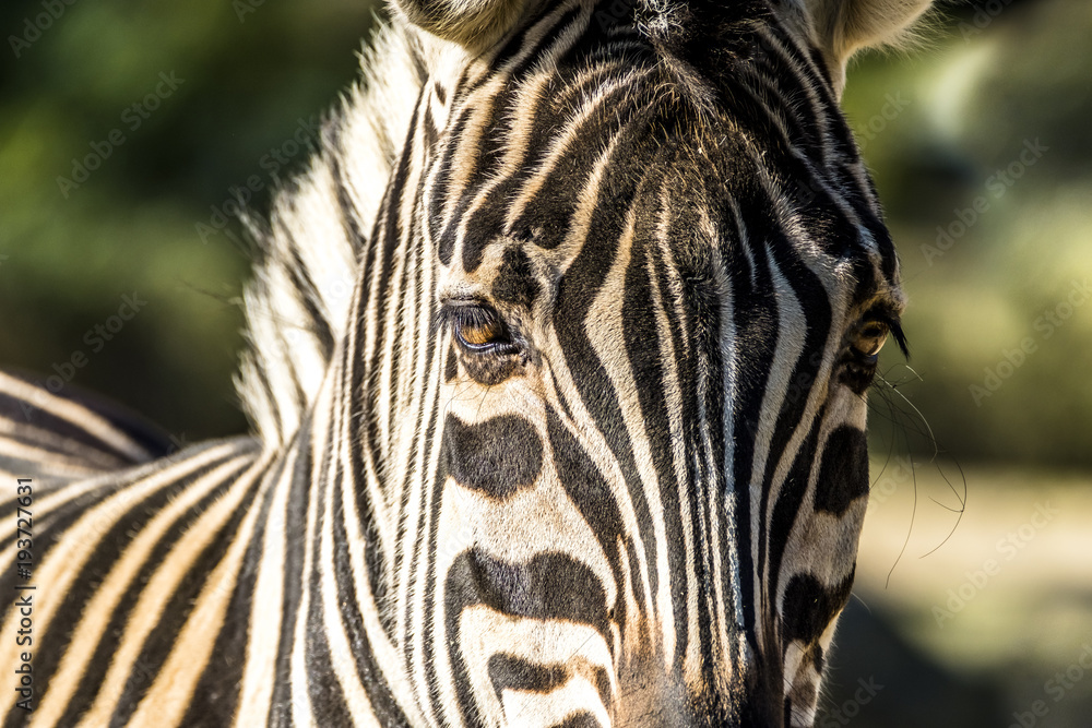 Naklejka premium Close up of a zebra