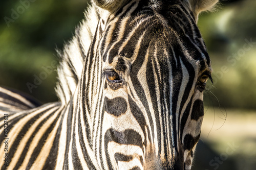 Fototapeta Naklejka Na Ścianę i Meble -  Close up of a zebra