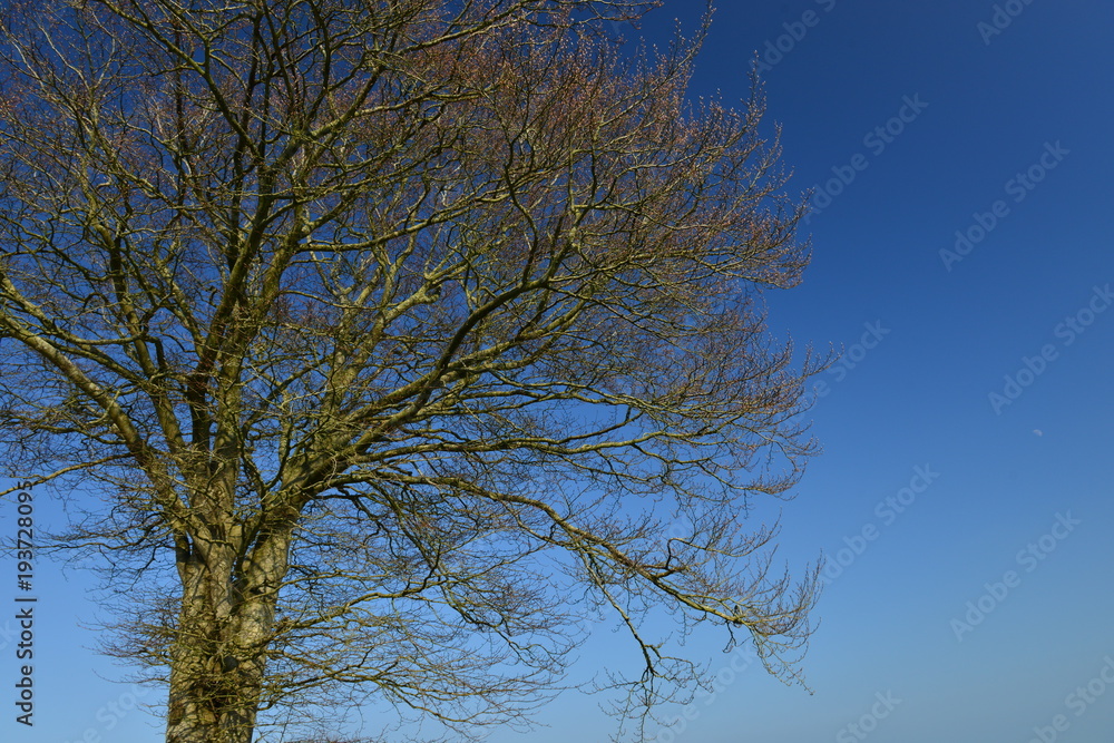 Leafless tree, Jersey, U.K.
A cold Winter with sunshine. Leafless tree, Jersey, U.K.
A cold Winter with sunshine.