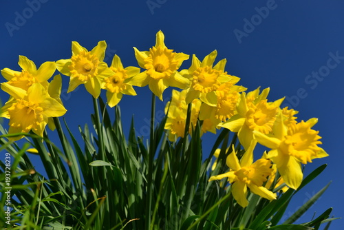 Fototapeta Naklejka Na Ścianę i Meble -  Spring Daffodils, Jersey, U.K.
Seasonal flowers.