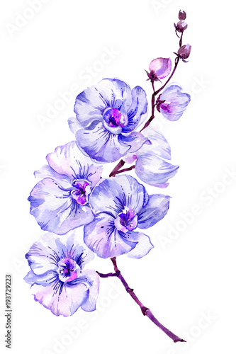 Blue moth orchid (Phalaenopsis) flower on a twig.  Isolated on white background.  Watercolor painting.