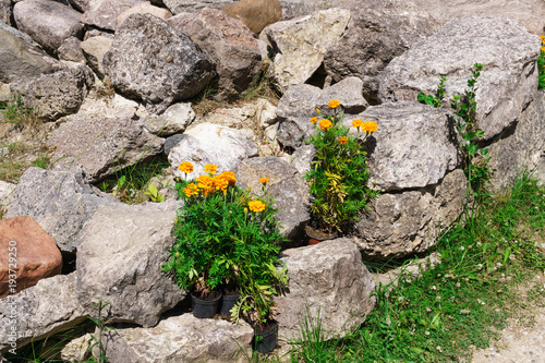 Flowering shrubs of marigolds among a pile of stones. photo