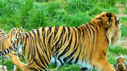 Male adult tiger playing on the grass with his two cubs. Adult tiger's erect penis is seen during 8th second