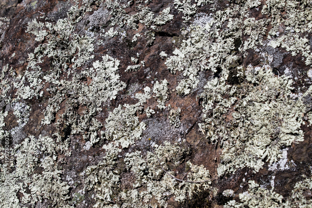 Rock background full of lichens