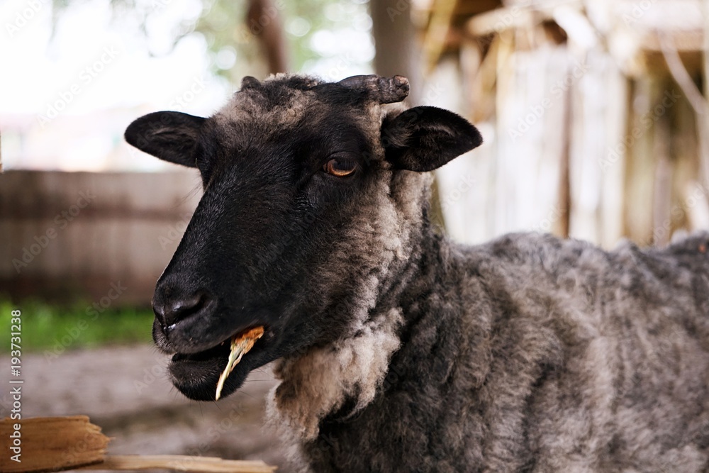 A gray sheep with horns gnaws a piece of bark. wool curly A gray sheep with horns gnaws a piece of bark. wool curly