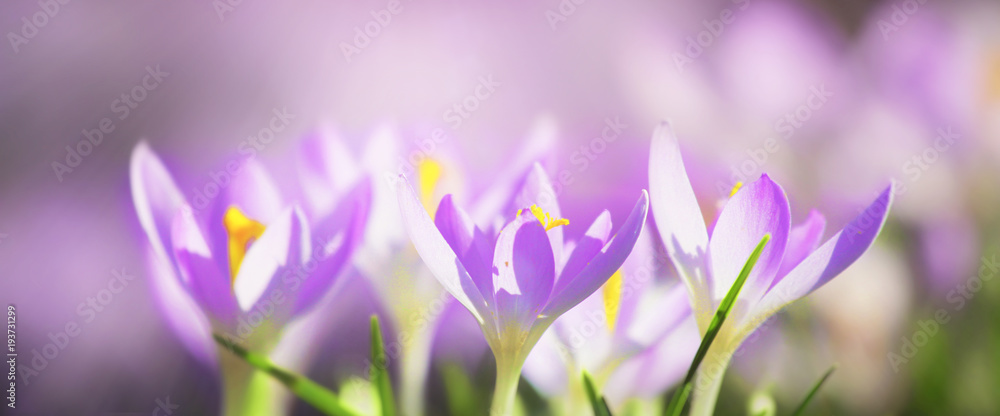 Wiese mit zarten Blumen im Frühling Wiese mit zarten Blumen im Frühling