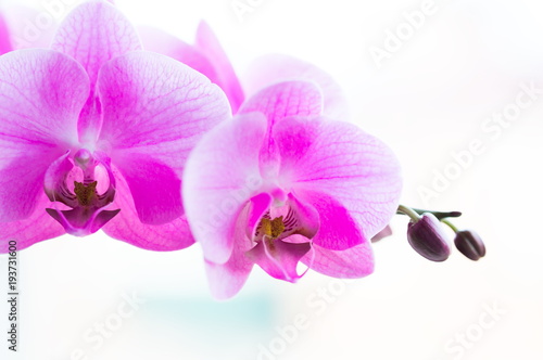 Flowers. Pink orchids. White background © erainbow
