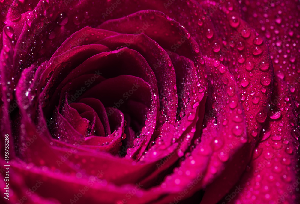Fototapeta premium Różowy kwiat róży zbliżenie
