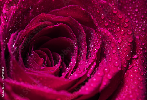 Pink Rose Flower closeup