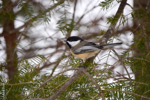 Chickadee in Peru, Maine